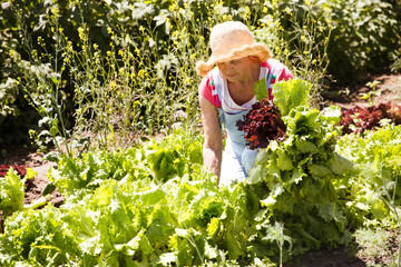 Senior woman picking green salad from vegetable garden.