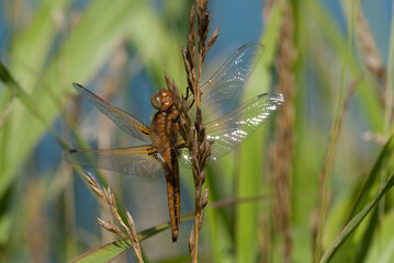 la libellula su una pianta acquatica si scalda al sole