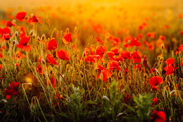 Red poppies field at sunset. Soft focus.