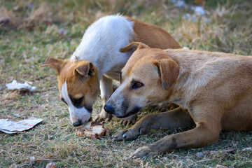 Mother dog and a cute dog are eating a piece of bread together