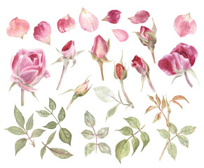 Big and beautiful watercolor set of roses, rose buds, petals and leaves. Pink, purple and green color range. Classic and elegant elements of design. 