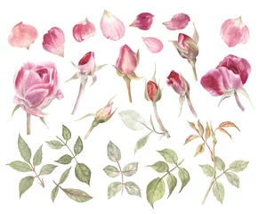 Behang Rozen Grote en mooie aquarel set rozen, rozenknoppen, bloemblaadjes en bladeren. Roze, paarse en groene kleurenwaaier. Klassieke en elegante designelementen.