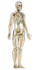 3d rendered medically accurate illustration of the nervous system and skeleton system
