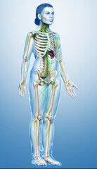 3d rendered medically accurate illustration of a female lymphatic system