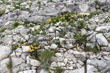 Various wildflowers between bright stones in the Austrian Alps. Natural background