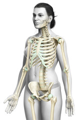Obraz premium 3d rendered, medically accurate illustration of a female skeleton system
