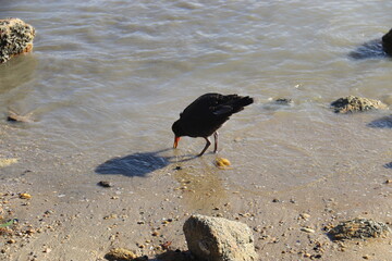 Corbeau sur une plage du parc Abel Tasman, Nouvelle Zélande	