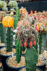 various kinds of cactus 