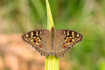 Obraz premium Close-up of a butterfly on a flower.