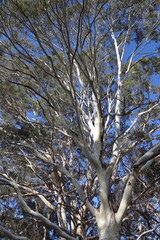 Eucalyptus à Kaiteriteri, Nouvelle Zélande