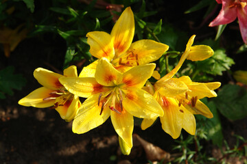 A close up of bicolor lilies of the 'Grand Cru' variety (Asiatic lily) in the garden on a sunny morning. A golden-yellow, lightly speckled lilies with a red splotch on each petal, top view 