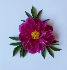 Flower peonies from the Garden of Eden. They have a divine aroma. They fascinate and inspire.