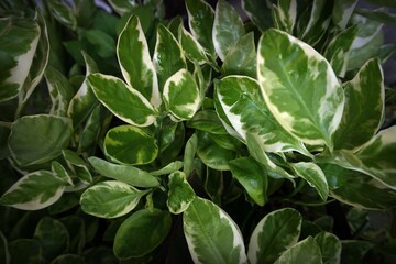 leaf tree  flowers , ,botany , vegetation ,  natural beauty 