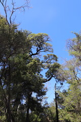 Forêt du parc Abel Tasman, Nouvelle Zélande	