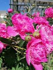 pink flowers, pion