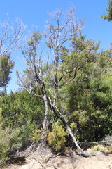 Forêt du parc Abel Tasman, Nouvelle Zélande	
