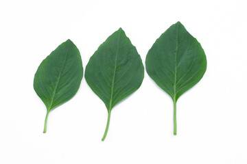 Fototapeta premium Ocimum basilicum isolated on white background.
