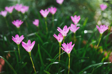 Pink rain lily flowers bloom