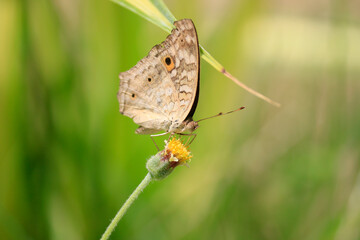 Obraz premium Close-up of a butterfly on a flower.