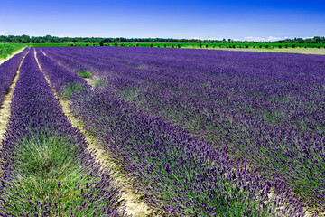 Fototapeta premium Porto Tolle, Italy: lavender field in the delta of the river Pò in Veneto