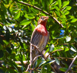 Pretty red sparrow on bright green leafy branch
