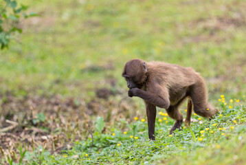 Gelada Baboon - Theropithecus gelada, beautiful ground primate from Semien mountains, Ethiopia.