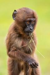 Gelada Baboon - Theropithecus gelada, beautiful ground primate from Semien mountains, Ethiopia.