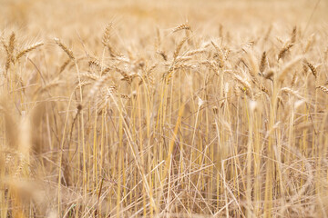 Espigas de trigo (Triticum spp) al atardecer