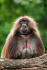 Gelada Baboon - Theropithecus gelada, beautiful ground primate from Semien mountains, Ethiopia.