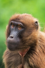 Gelada Baboon - Theropithecus gelada, beautiful ground primate from Semien mountains, Ethiopia.