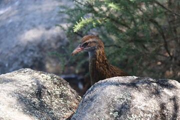 Weka, oiseau endémique du parc Abel Tasman, Nouvelle Zélande