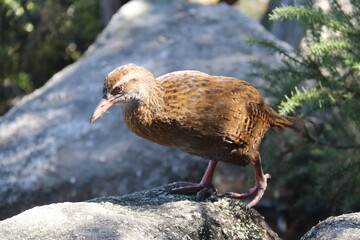 Weka, oiseau endémique du parc Abel Tasman, Nouvelle Zélande