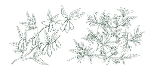 Hand drawn blossom honeysuckle in monochrome engraving style. Edible plant branch with flowers and berries vector illustration. Detailed seasonal garden woodbine isolated on white background