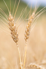 Fototapeta premium Espigas de trigo (Triticum spp) al atardecer
