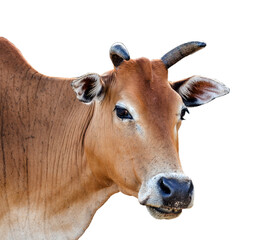 Asian cow livestock isolated on white