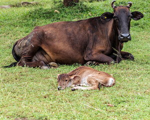 Asian bloodline cow