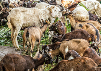 portrait of domestic goat, goats in farm