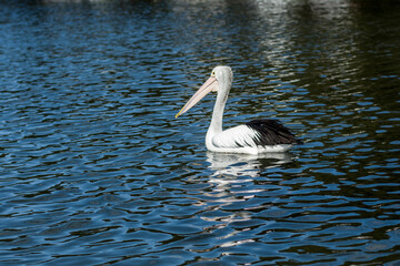 The Australian pelican, Pelecanus conspicillatus is a large waterbird in the family Pelecanidae, widespread on the inland and coastal waters of Australia, New Guinea, Fiji and parts of Indonesia.