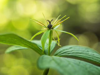 Einzelne blühende Pflanze der vierblättrige Einbeere (Paris quadrifolia) im Sonnenlicht fotografiert.
