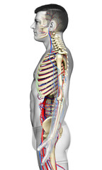 Fototapeta premium 3d rendered medically accurate illustration of the male circulatory and skeleton system