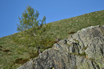 Chamois on the watch