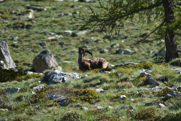 itching ibex