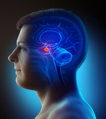 3d rendering medical illustration of a male Brain anatomy PITUITARY GLAND - cross section