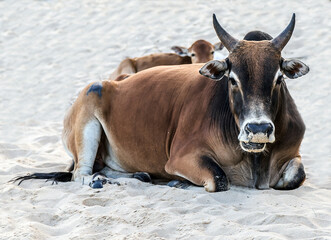 bloodline cow