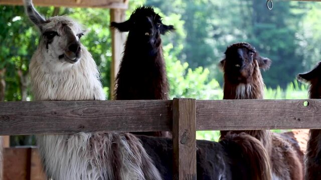 Cute llamas stare at the camera at a farm in upstate New York.