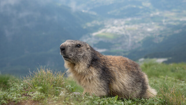 Alpine Marmotte in Chamonix