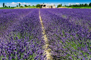 Fototapeta na wymiar Porto Tolle, Italy: lavender field in the delta of the river Pò in Veneto