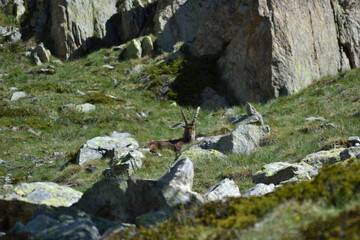Ibex Chilling