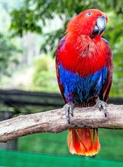 Portrait red blue parrot female Eclectus parrot (Eclectus roratus)