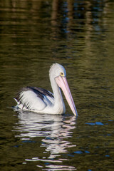 The Australian pelican, Pelecanus conspicillatus is a large waterbird in the family Pelecanidae, widespread on the inland and coastal waters of Australia, New Guinea, Fiji and parts of Indonesia.